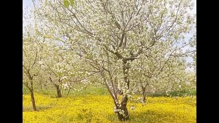 الربيع في جبل الزاوية | ادلب |سوريا