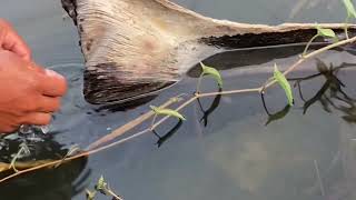 Finding Snails