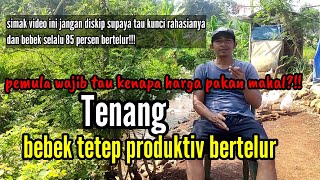 pemula wajib tau kenapa harga pakan mahal?!! tenang bebek tetap produktiv bertelur!!