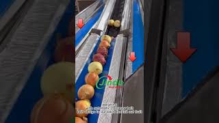 Automatic industrial #fruit  #vegetables  weight #grading  #sorting  machine line #machine