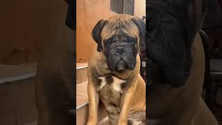 Super Bull Mastiff shorts #dog #bullmastiff