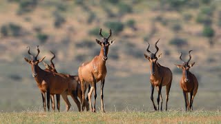 Kgalagadi Transfrontier Park - Red Hartebeests - February 2020