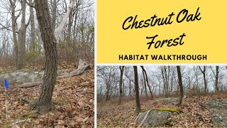 Habitats: Chestnut Oak Forest