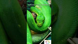 Pythons The most important Reptiles #shorts  #sciencefacts #animals #wildlife