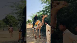 I got dressed for the first time on a camel. #shorts  #shortvideo  #youtubeshorts