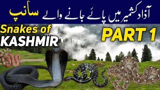 Snakes of Kashmir Part 1 - Wildlife & Biodiversity of Kashmir