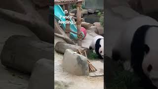 Panda eating bamboo and fruits