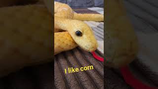 CORN.#snake