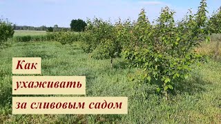 Уход за сливовым садом