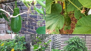 Bottle gourd/Hyacinth bean/Naga/Aubergine and other Vegetable Plants Update || Shokher Bagan UK