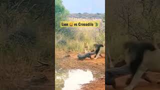 Watch This Epic Battle: Lion Vs Crocodile - Who Will Win? #shorts #short #viral