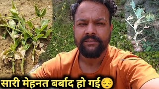 बंदर 🐒 सारी मटर की फसल बर्बाद  कर गए 🙁 || Pahadi Banda