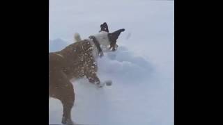 Köpeklerin karla olan dansı/  dogs dancing with snow