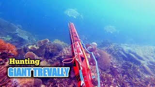 Spearfishing Giant Trevally || Ikannya Muncul di Detik-Detik Akhir