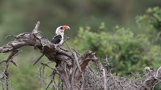 Young Birders Event: Expedition Kenya - Sarah