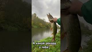 #fishing #рекомендации #рыбалка #тренд #тренды #щука