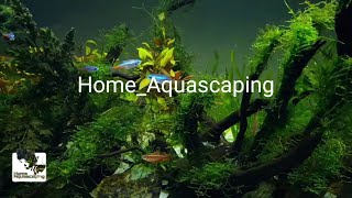 Aquascape without CO2 | 无CO2水草造景