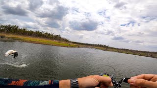 Barramundi fishing, first one sight cast in the new boat.