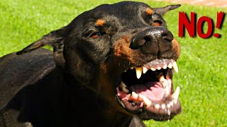 Dobermans: The Protective Pinnacle of the Dog World