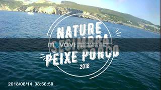 Pesca de peixe porco Sesimbra 2018