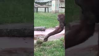 Instant karma #zoo #funnymoments #monkey #水獺 #猩猩 #搞笑视频