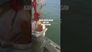 kakap babon bagan pak ladi muara beting #kakapputihbabon #kabupatenbatang #bekasi