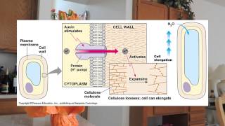 Auxin - Prescription Hormone Commercial