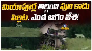 మియాపూర్ల తిర్గింది పులి కాదు పిల్లట | Leopard Spotted At Miyapur Metro Station | Mic Tv Muchatlu