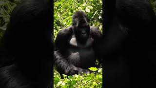 Massive Silverback...#gorilla #monkey #silverbackgorilla #jungle #uganda#fyp #viral#viralshorts