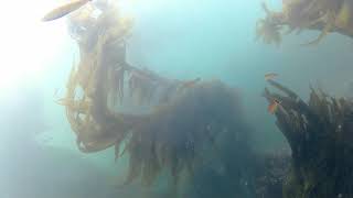 South Coast Divers at Heisler Park 7 15 23