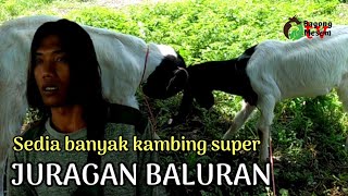 HARGA KAMBING P. HERMAN JURAGAN BALURAN SITUBONDO.