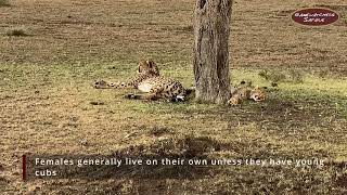 Cheetah Facts Featuring Selenkei and Cub - Ol Kinyei Conservancy