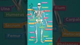 #human #skeleton for #bsc #nursing #peramedical #other state exam