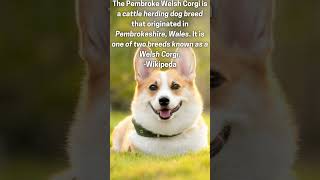 Corgi Fact #shorts