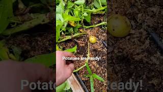 Potato Harvest! #garden #potato #raisedbedgarden