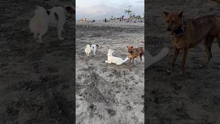 Sandy Dog meets white dogs 😂