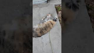 Silly Kitty Rolly-Polly Time