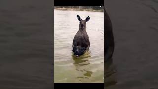 Kangaroo ഒരു പട്ടിയെ മുക്കികൊല്ലാൻ ശ്രമിച്ചു. Hot news in Australia. #animal #nature