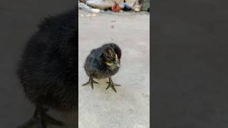 Punjab Cute baby hen kadaknath #music #beats #art #instrumental #chicken