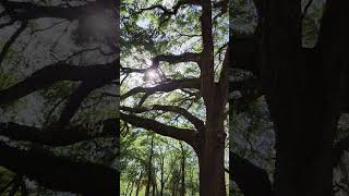 Live oak tree ancient trees Spanish Moss Forest woods winds #natureinspired #naturetherapy