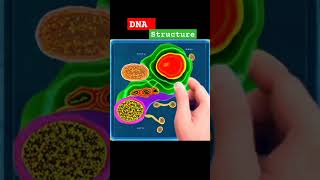 DNA 🧬 structure#shorts #anatomy