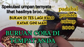 Langsung tes"Kalau kayak gini nggak ada istilah susah makan bro..umpan paling jitu ikan bawal