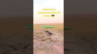 #Funny birds 🐦🐦 #Leaf is my umbrella ☔🏖️ 😃😄😂😎