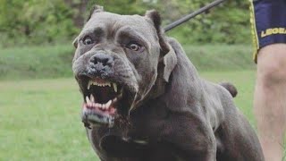 Top 10 Killer Dogs in the world