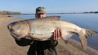 АСТРАХАНЬ. ТРОФЕИ сентября 2022. СУДАК, СОМ, ЛЕЩ, ЧЕХОНЬ и многое другое.  #сом #судак #толстолобик