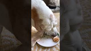 Restaurant meal for a dog.