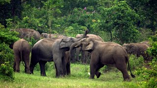 The beautiful Elephants of Indonesia. (Documentary)