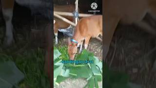 Pakan Sapi dari Daun Pisang: Rahasia Kesehatan Ternak”