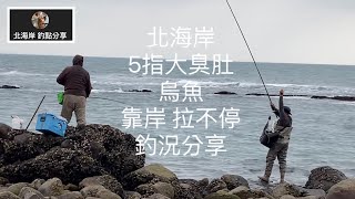 [北海岸釣點分享] 北海岸 5指大臭肚靠岸  烏魚 豆仔魚  拉不停  淡水在地人的釣魚秘境！！ 記得 訂閱 才能收到第一手釣況資訊 謝謝！！