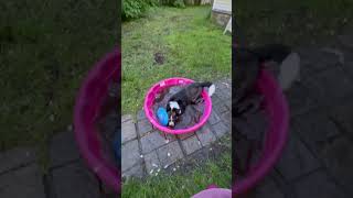 Puppy in pool!! #puppies #puppyvideos #dog #doglover #fyp